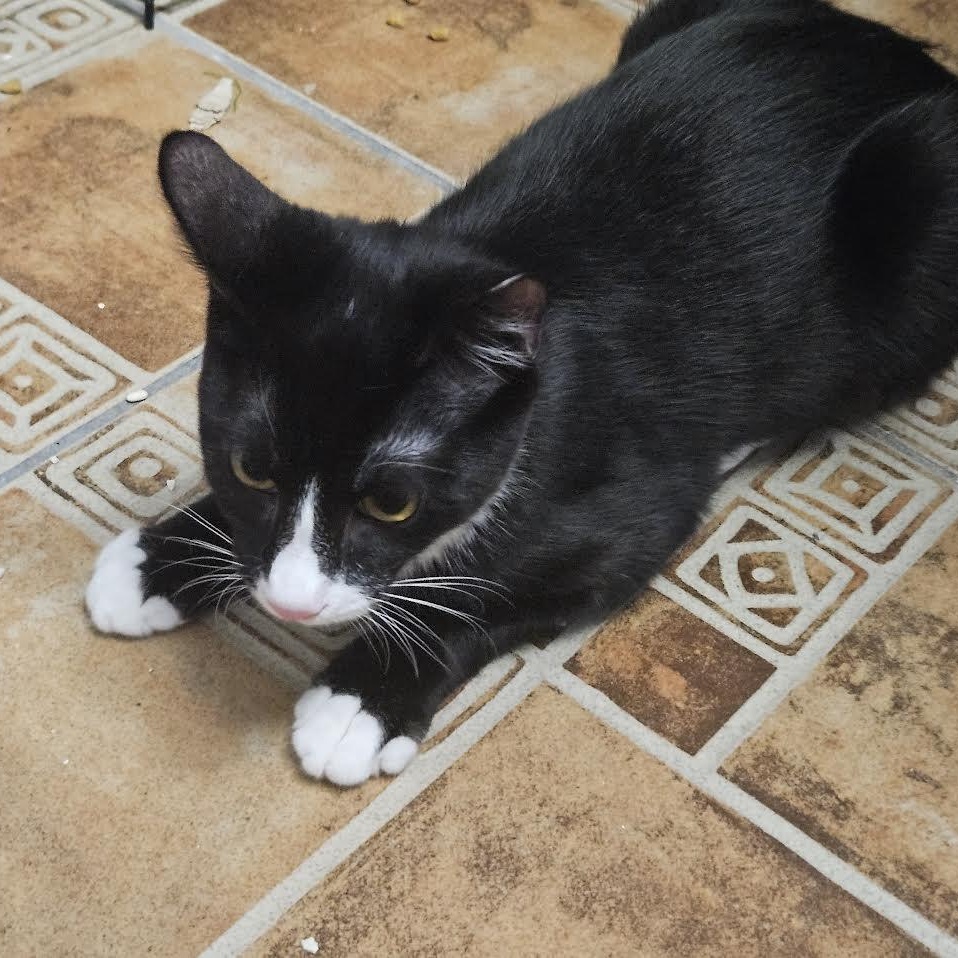 Enlarge Chico, a Adoptable Tuxedo in Portland, ME image 4/4