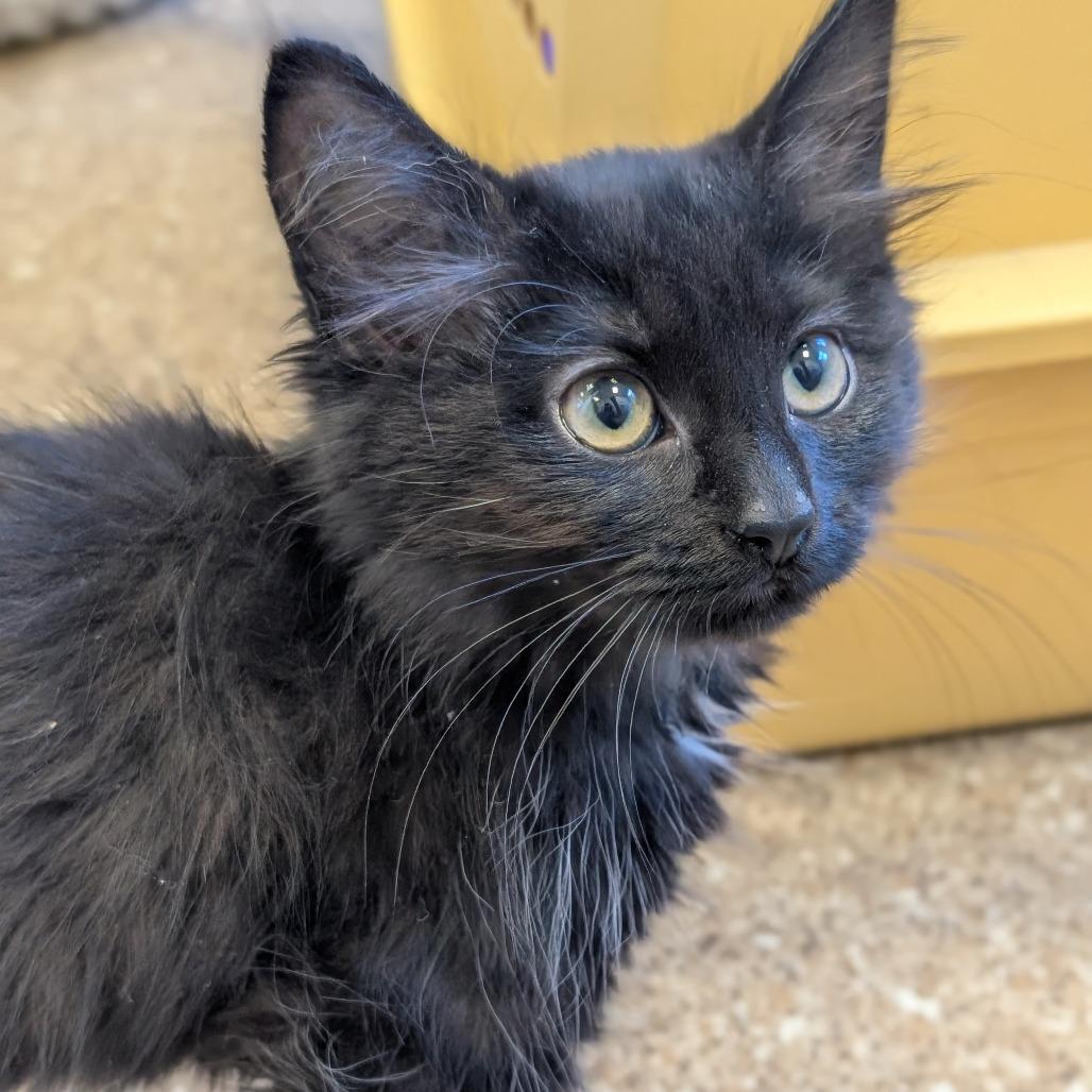 Samosa, Adoptable, Kitten Female Domestic Medium Hair.