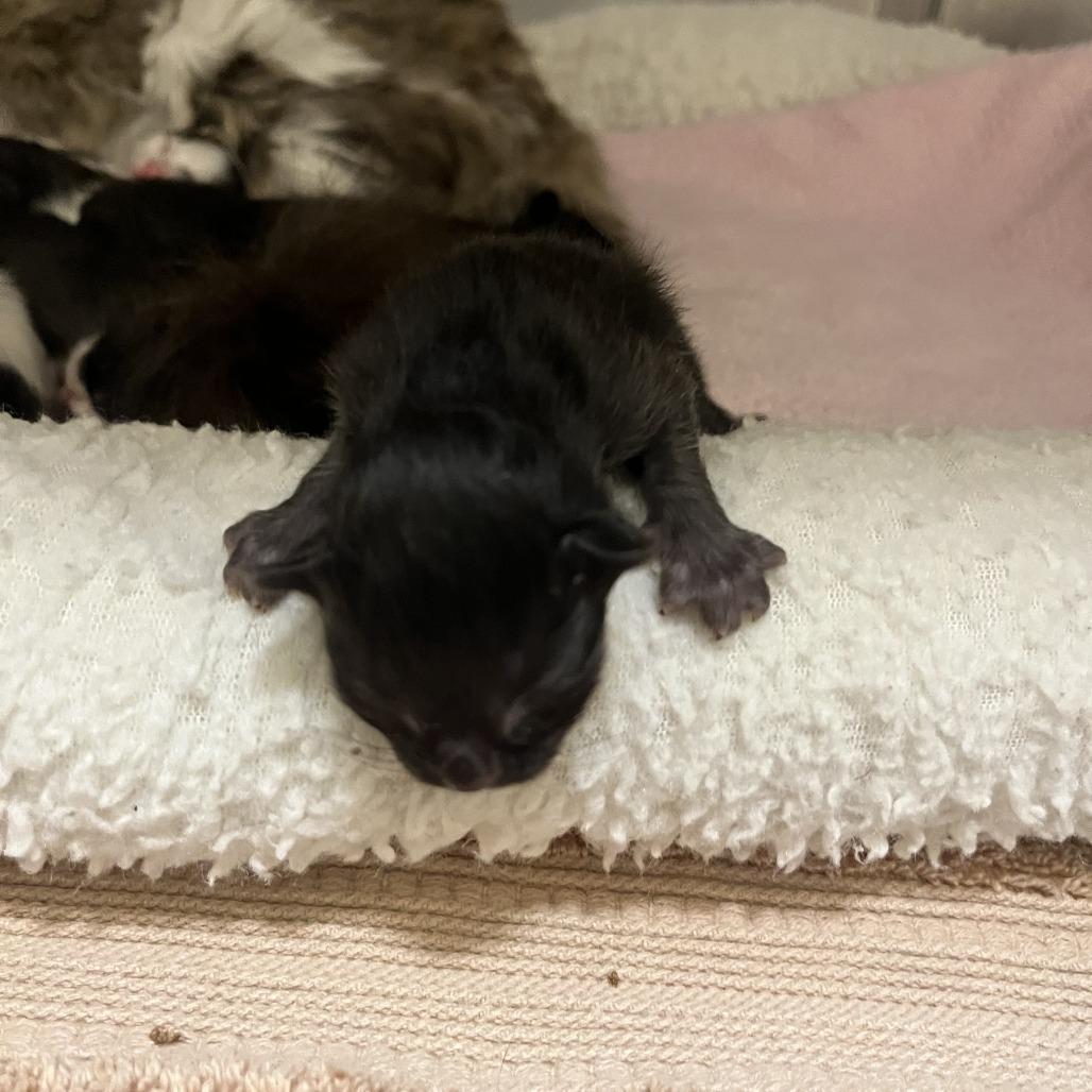 Samosa, a Adoptable Domestic Medium Hair in Sonoma, CA image 2/3