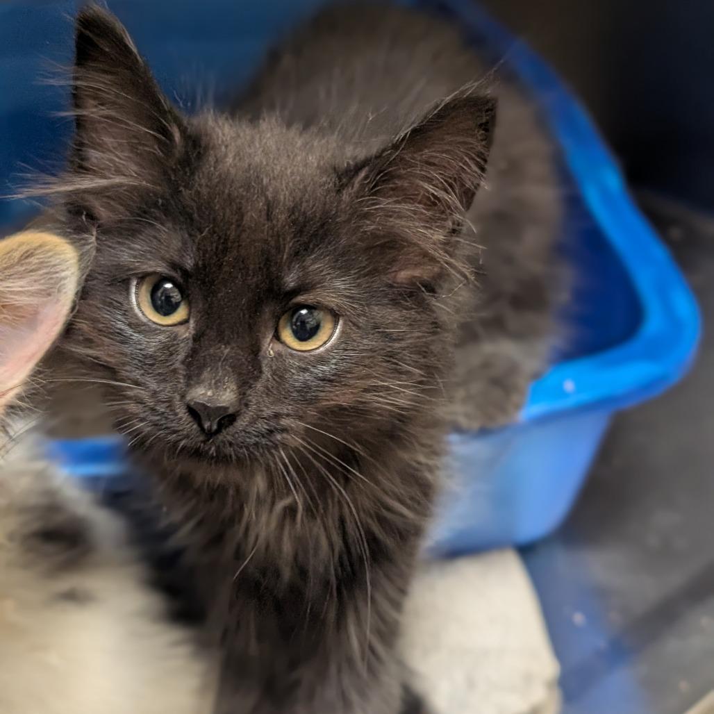 Samosa, a Adoptable Domestic Medium Hair in Sonoma, CA image 3/3