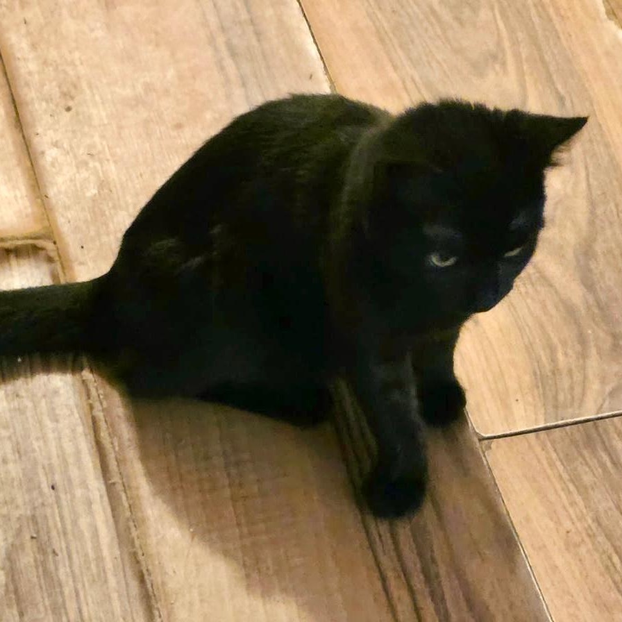 Enlarge Rebel, a ADOPTABLE Domestic Short Hair in Gastonia, NC image 2/2