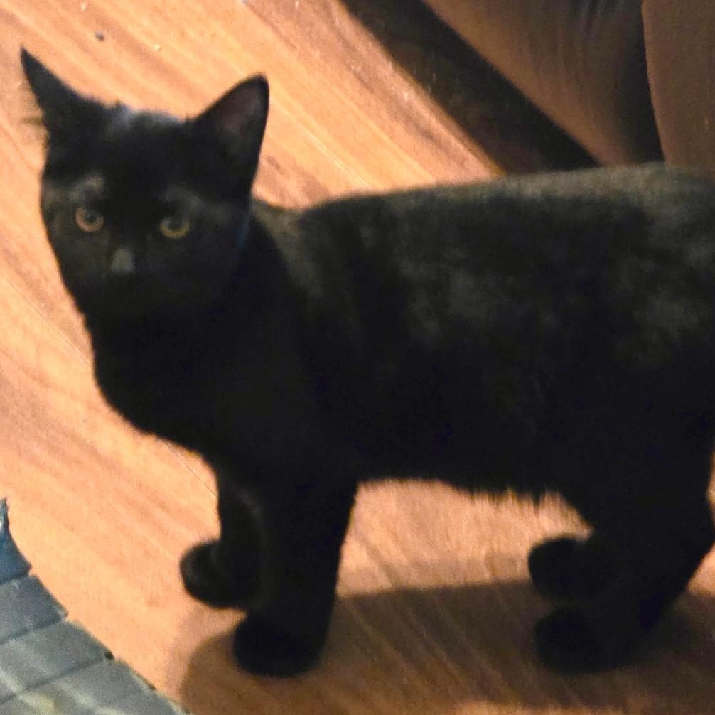 Enlarge Rebel, a ADOPTABLE Domestic Short Hair in Gastonia, NC image 1/2