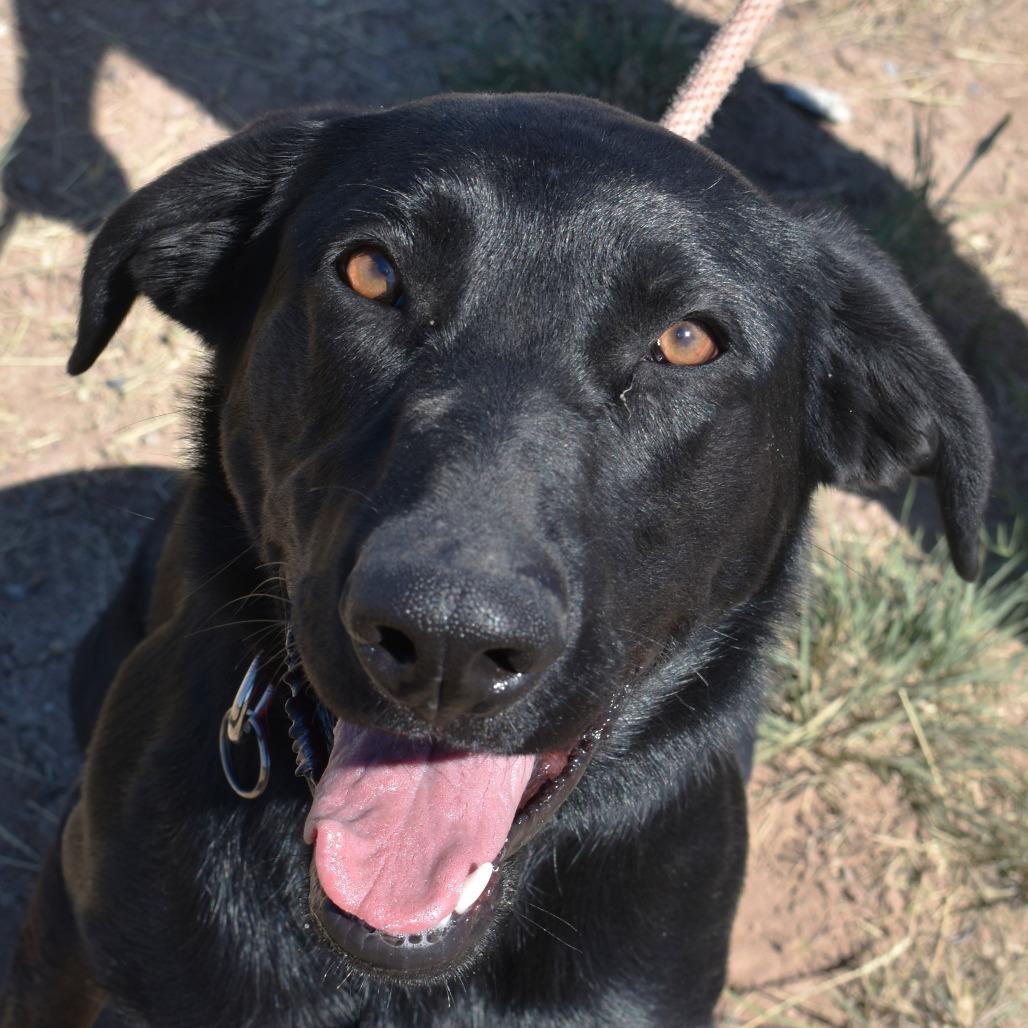 Abby, Adoptable, Young Female Black Labrador Retriever.