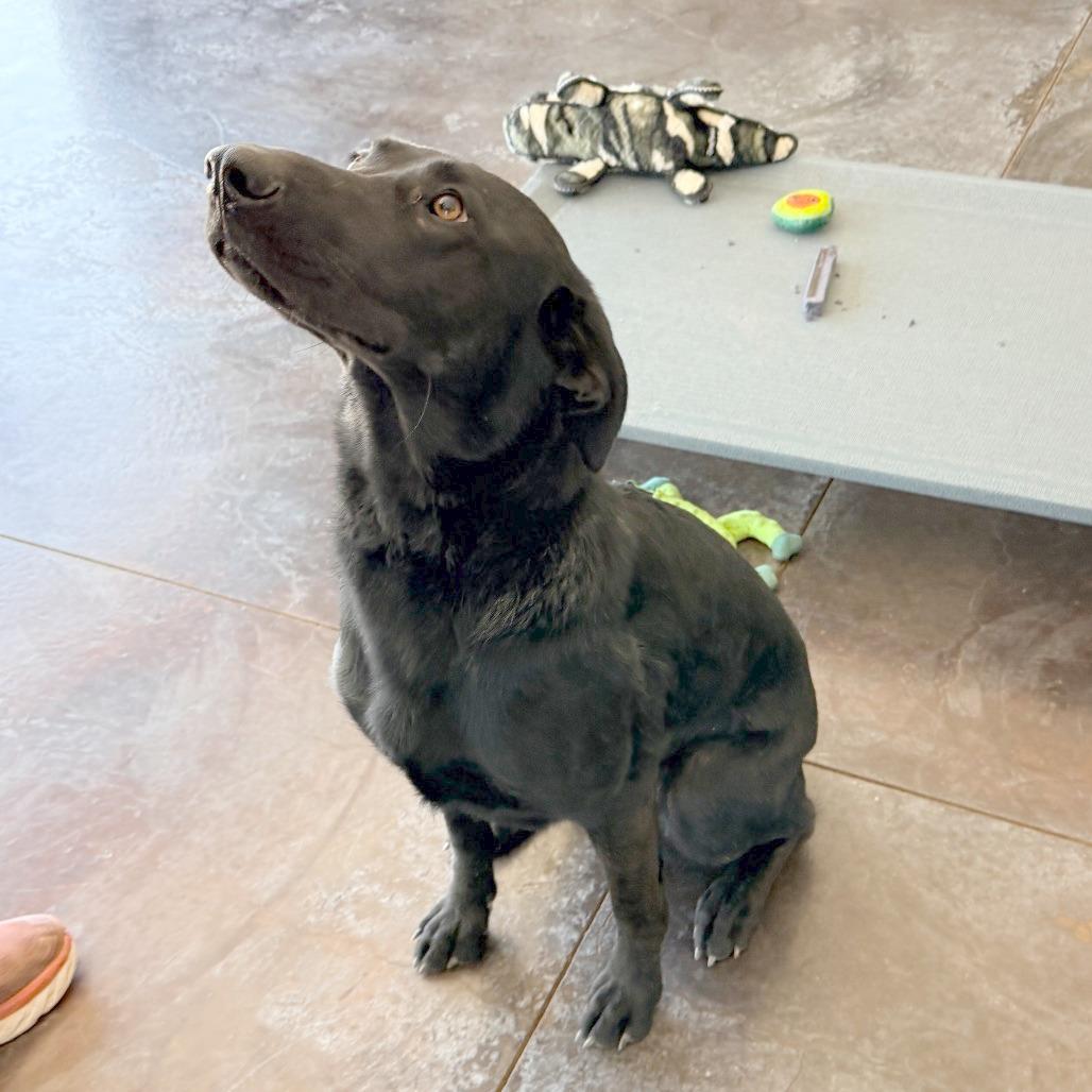 Abby, a Adoptable Black Labrador Retriever in Rifle, CO image 1/2