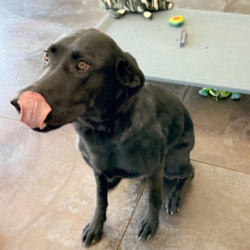 Abby, a Adoptable Black Labrador Retriever in Rifle, CO image 2/2