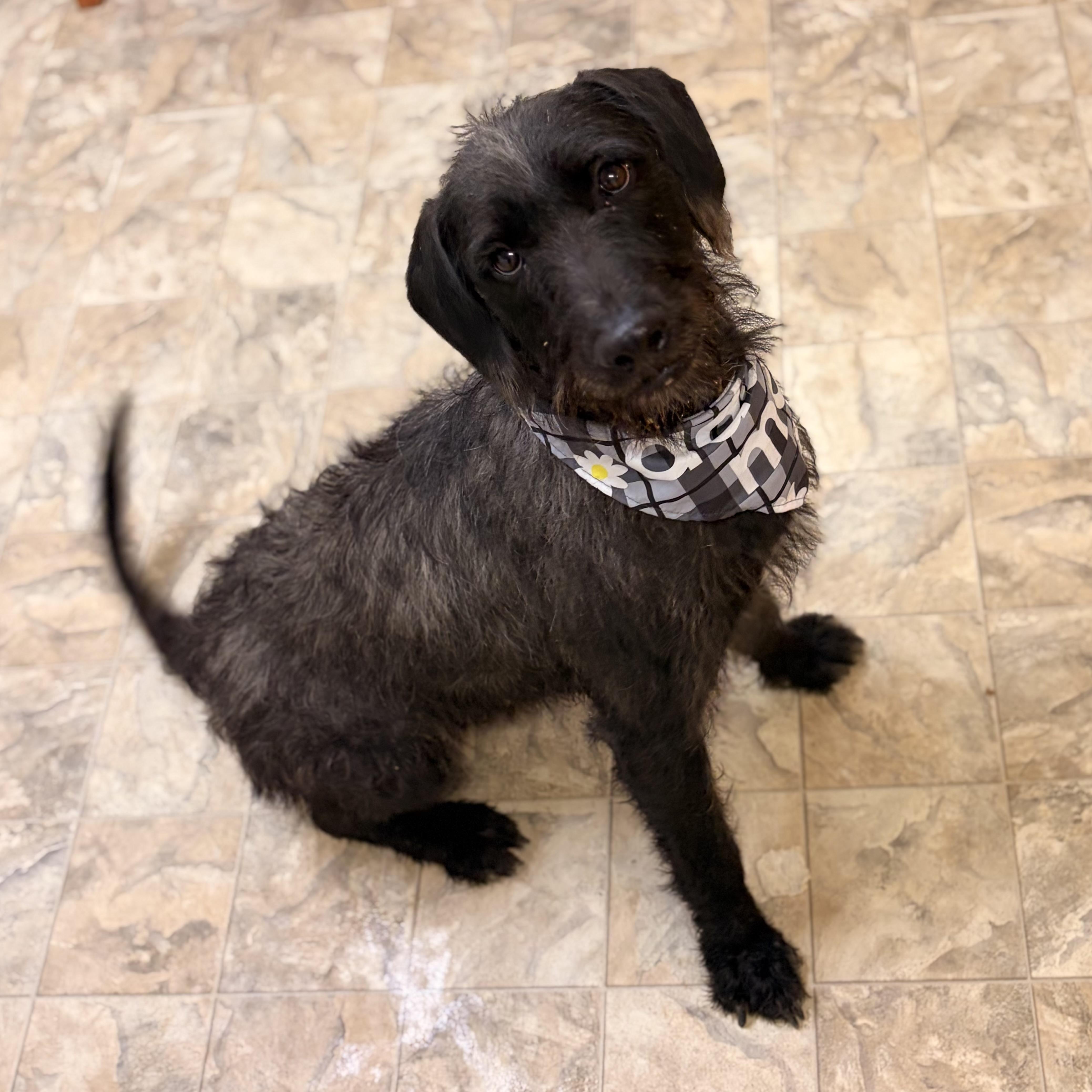 Blossom, an adopted mixed breed in Pilot Point, TX image 2/2