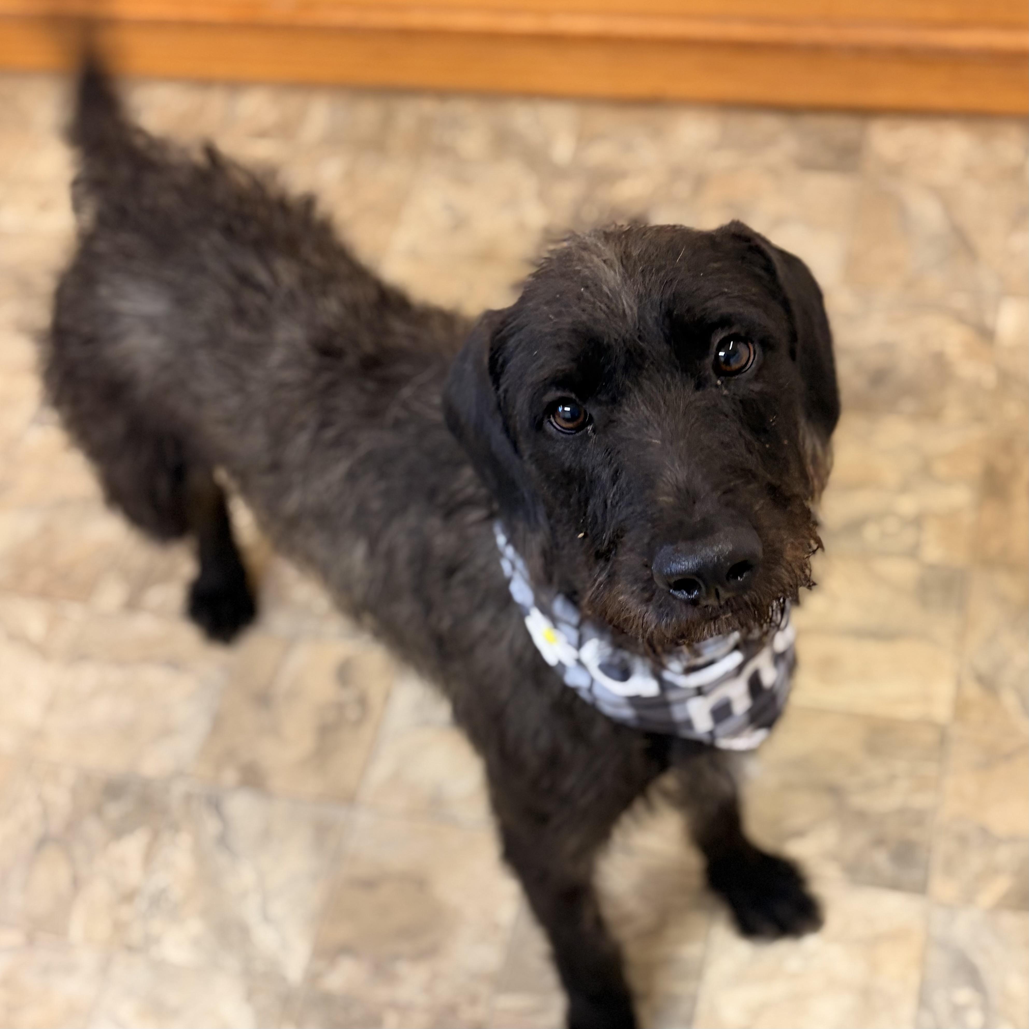 Blossom, adopted, Adult Female Wirehaired Terrier.