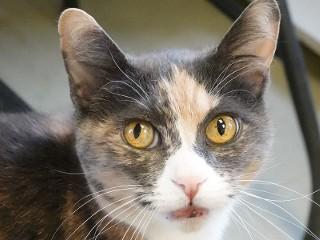 Enlarge Jupiter, a Adoptable mixed breed in Anaconda, MT image 1/6