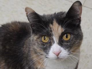 Jupiter, a Adoptable mixed breed in Anaconda, MT image 1/6