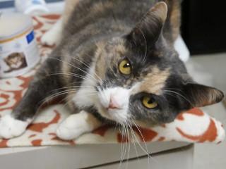 Jupiter, a Adoptable mixed breed in Anaconda, MT image 6/6