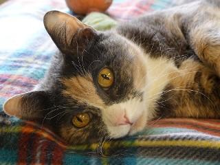 Enlarge Jupiter, a Adoptable mixed breed in Anaconda, MT image 2/6