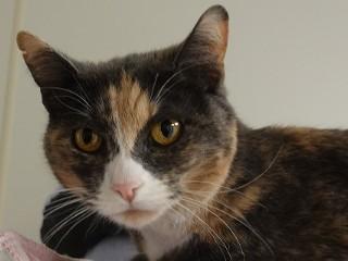 Jupiter, a Adoptable mixed breed in Anaconda, MT image 2/6