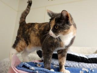 Jupiter, a Adoptable mixed breed in Anaconda, MT image 4/6