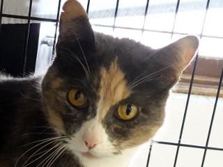Jupiter, an adoptable Calico, Domestic Short Hair in Anaconda, MT, 59711 | Photo Image 1