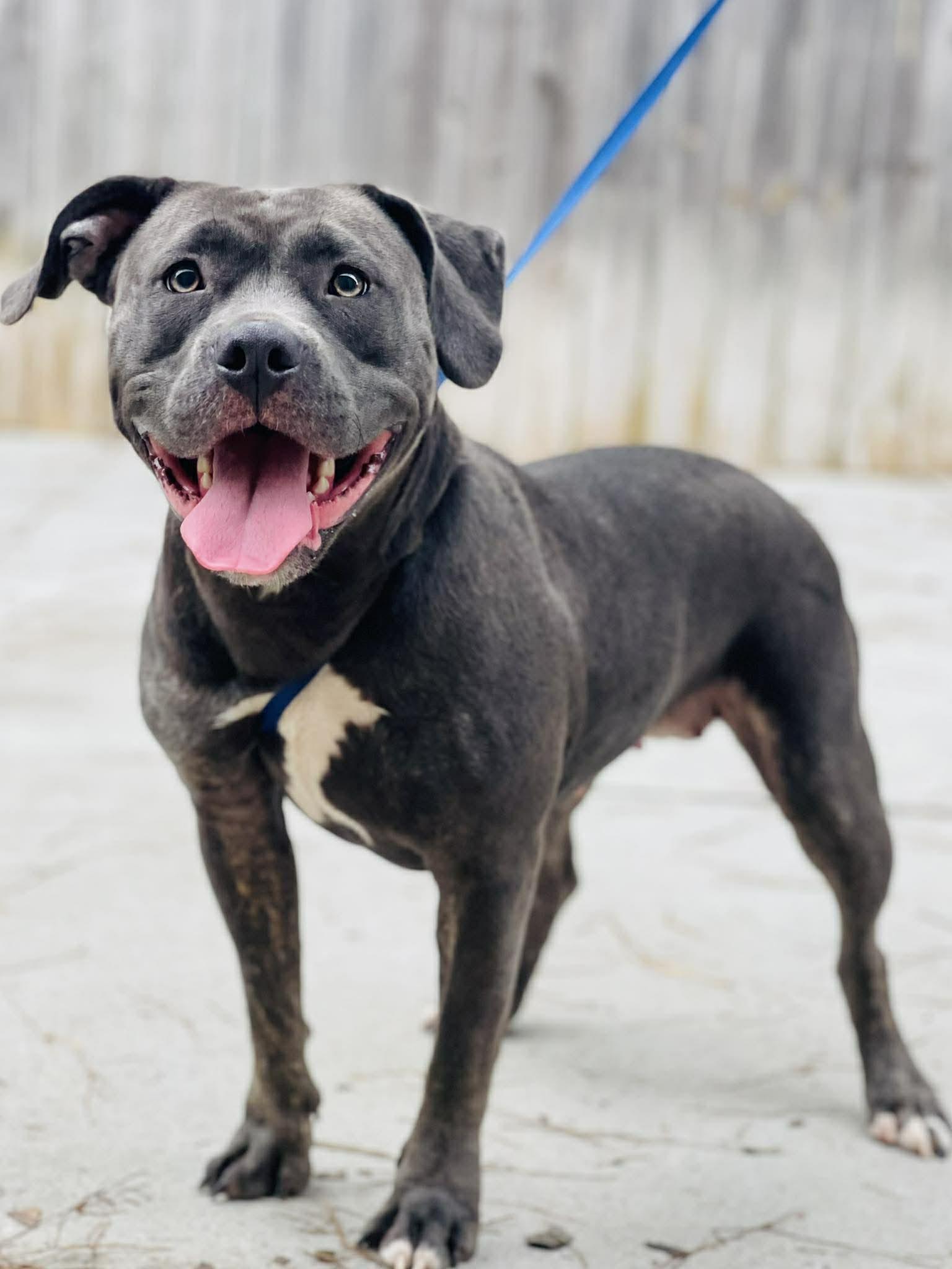 Enlarge AC-4516 "Beth", a ADOPTABLE mixed breed in Conyers, GA image 1/1