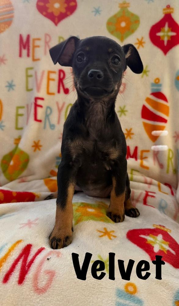 Velvet, Adoptable, Puppy Female Terrier & Chihuahua.
