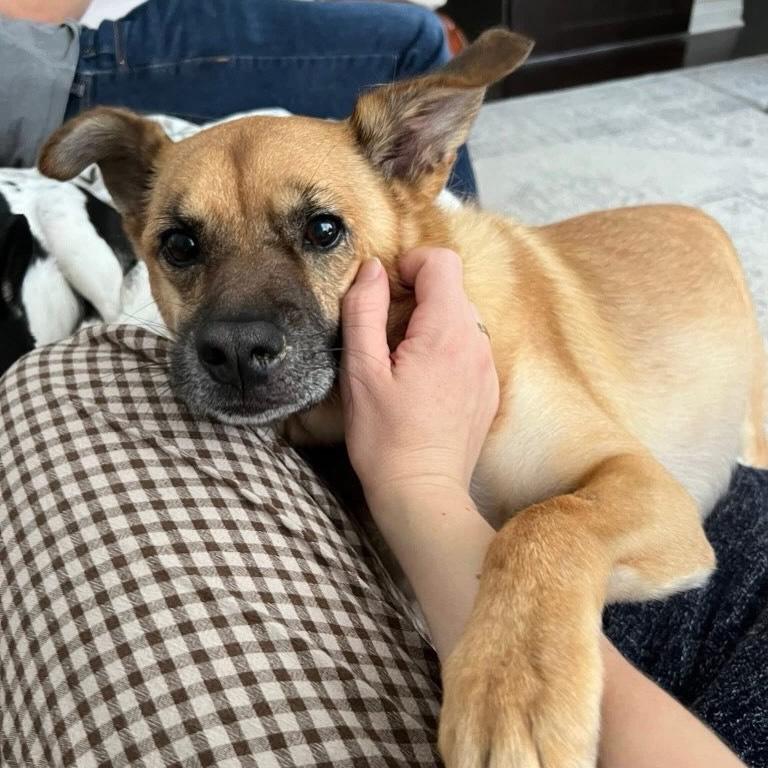 Enlarge Finn, a ADOPTABLE mixed breed in Detroit, MI image 3/3