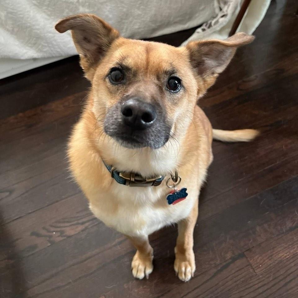 Enlarge Finn, a ADOPTABLE mixed breed in Detroit, MI image 2/3