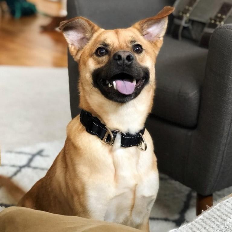 Finn, ADOPTABLE, Senior Male Beagle & Shepherd.