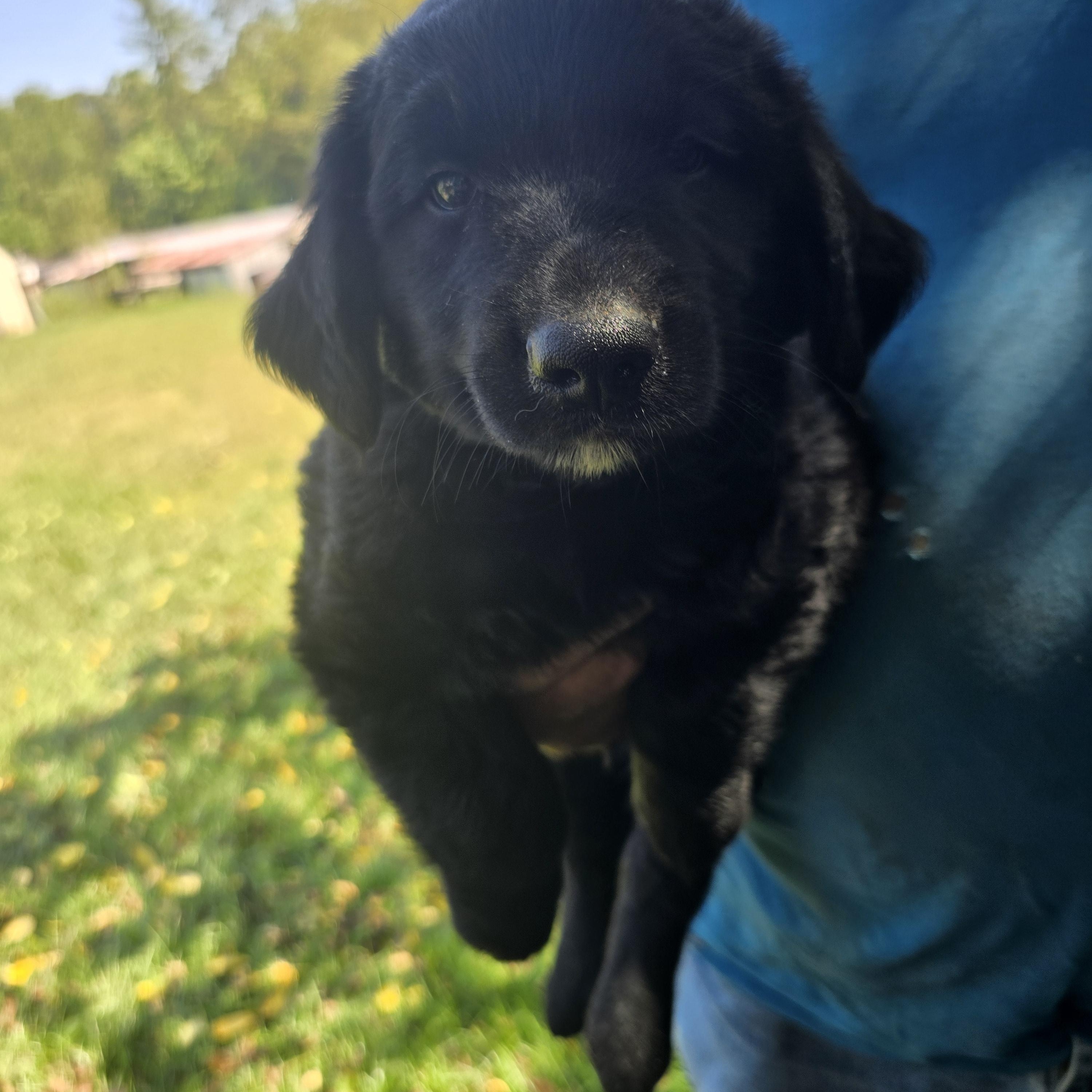 Harley, Adoptable, Puppy Male Golden Retriever & Black Labrador Retriever.