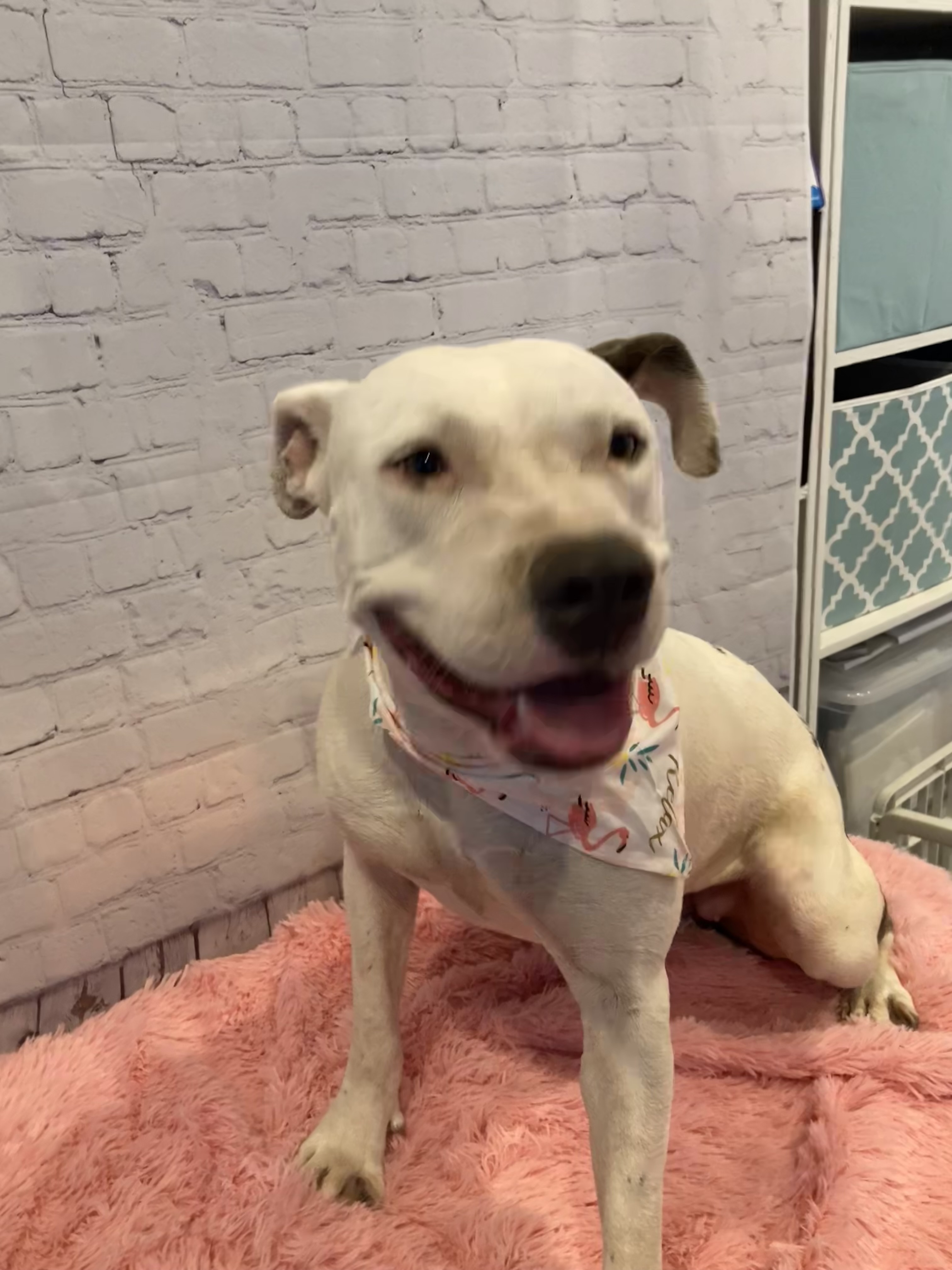 Freyja, a Adoptable Pit Bull Terrier in Nanuet, NY image 5/6