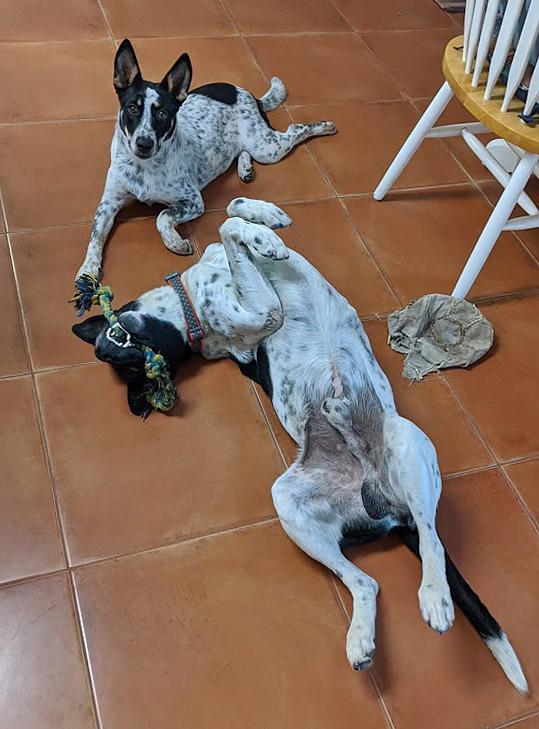Gandhi, Adoptable, Adult Male German Shorthaired Pointer.