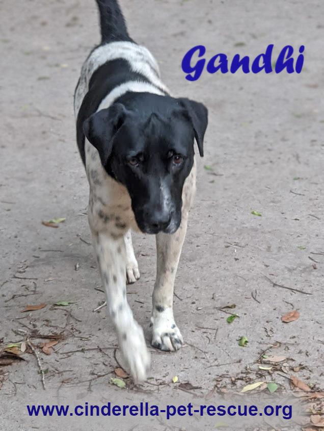Enlarge Gandhi, a Adoptable mixed breed in Mission, TX image 2/5