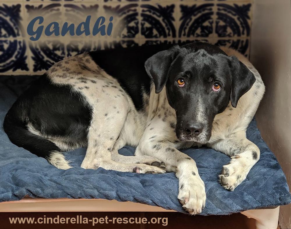 Enlarge Gandhi, a Adoptable mixed breed in Mission, TX image 5/5