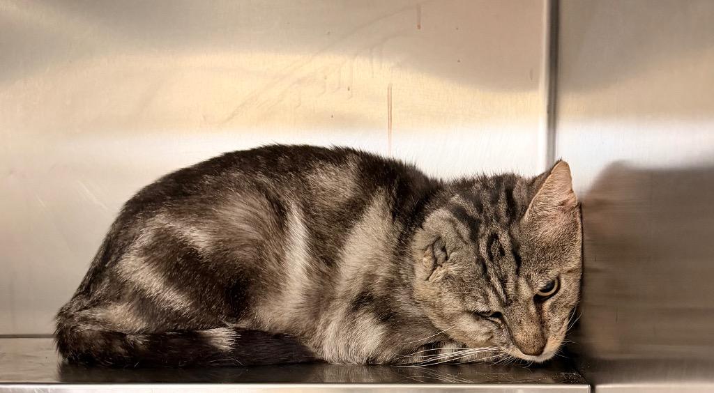 Mike, Adoptable, Adult Male Domestic Short Hair.