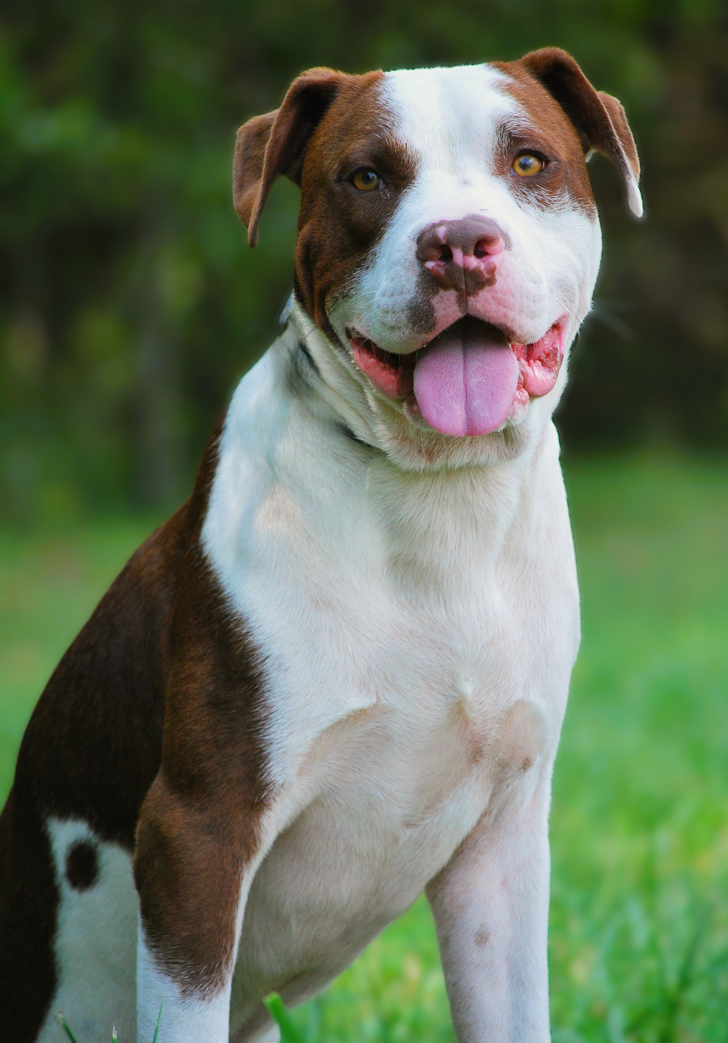 Enlarge Luggy, a Adoptable mixed breed in manchester, TN image 4/4