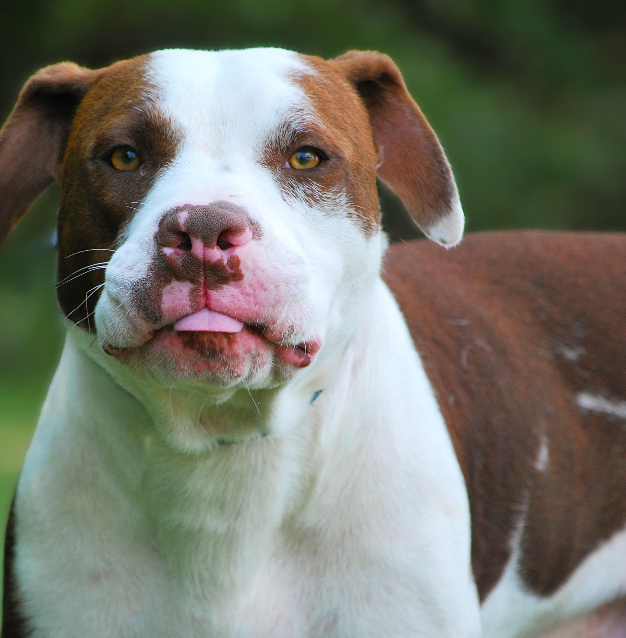 Luggy, Adoptable, Young Male Pit Bull Terrier.