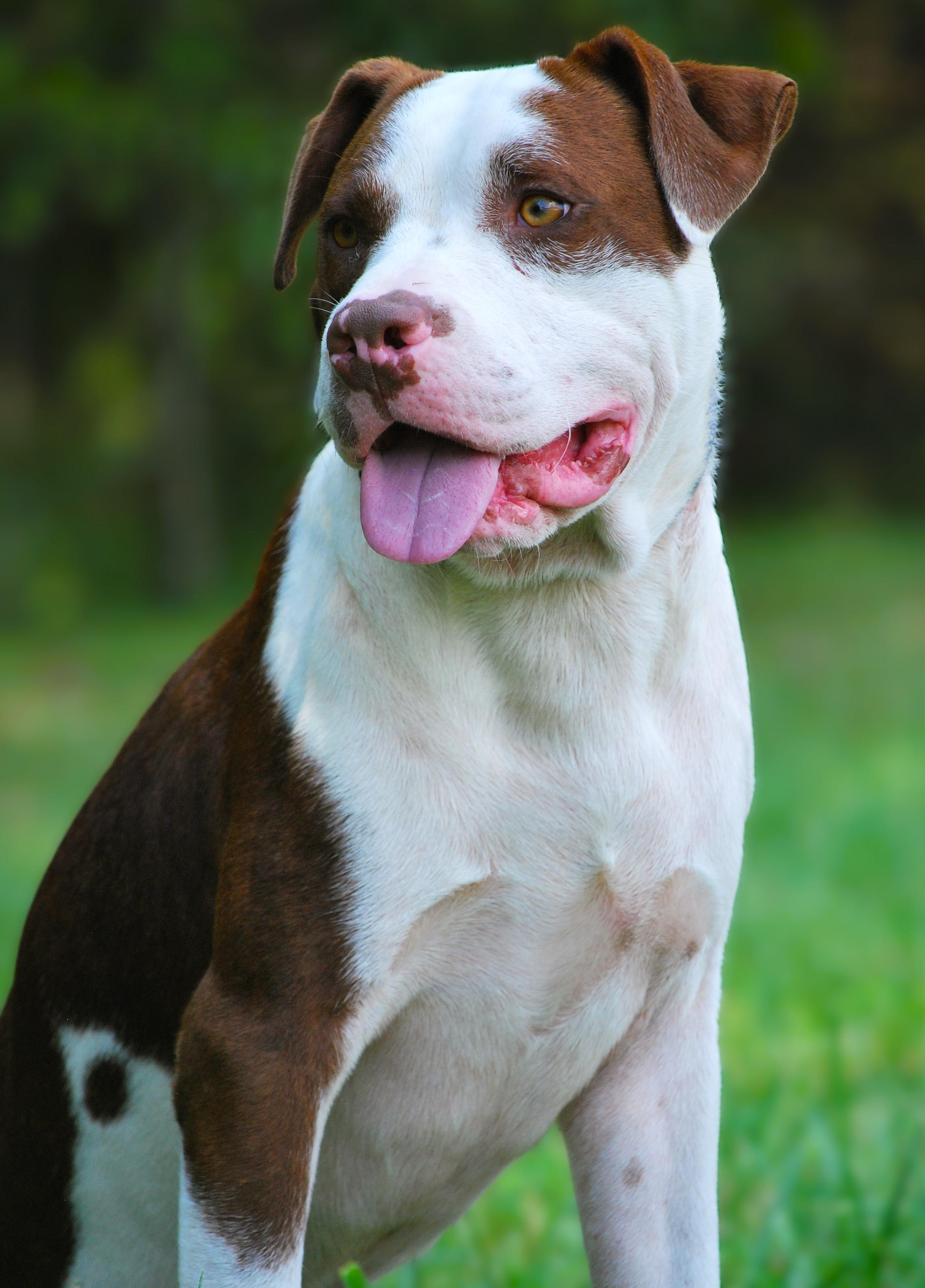 Enlarge Luggy, a Adoptable mixed breed in manchester, TN image 3/4