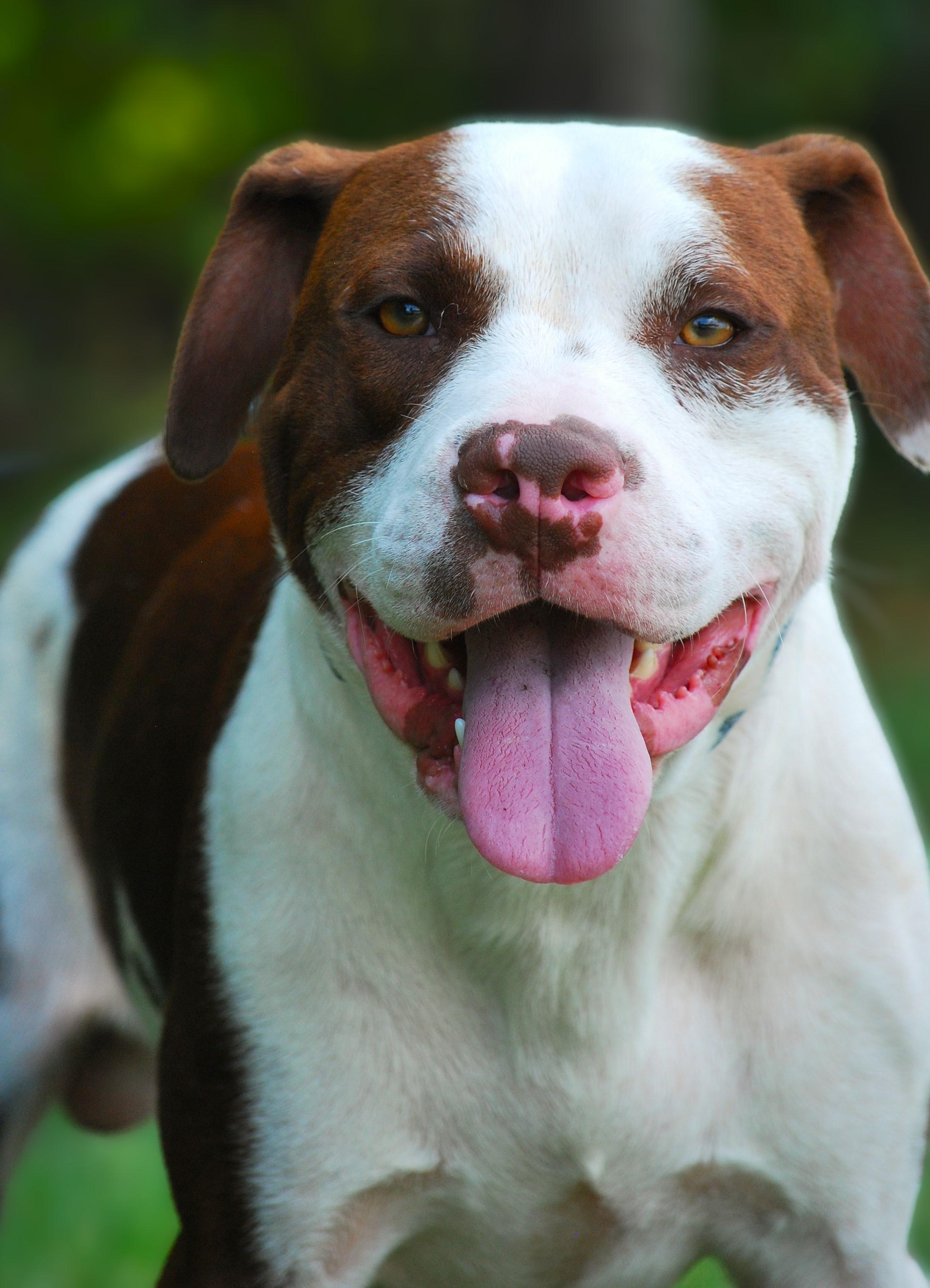 Enlarge Luggy, a Adoptable mixed breed in manchester, TN image 2/4