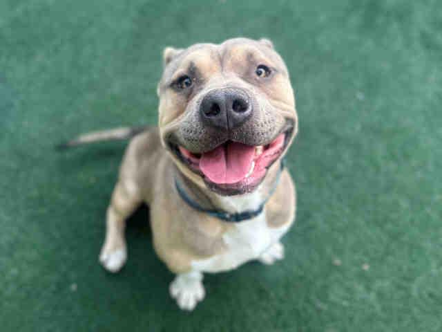 MOOSE, Adoptable, Young Male Pit Bull Terrier.