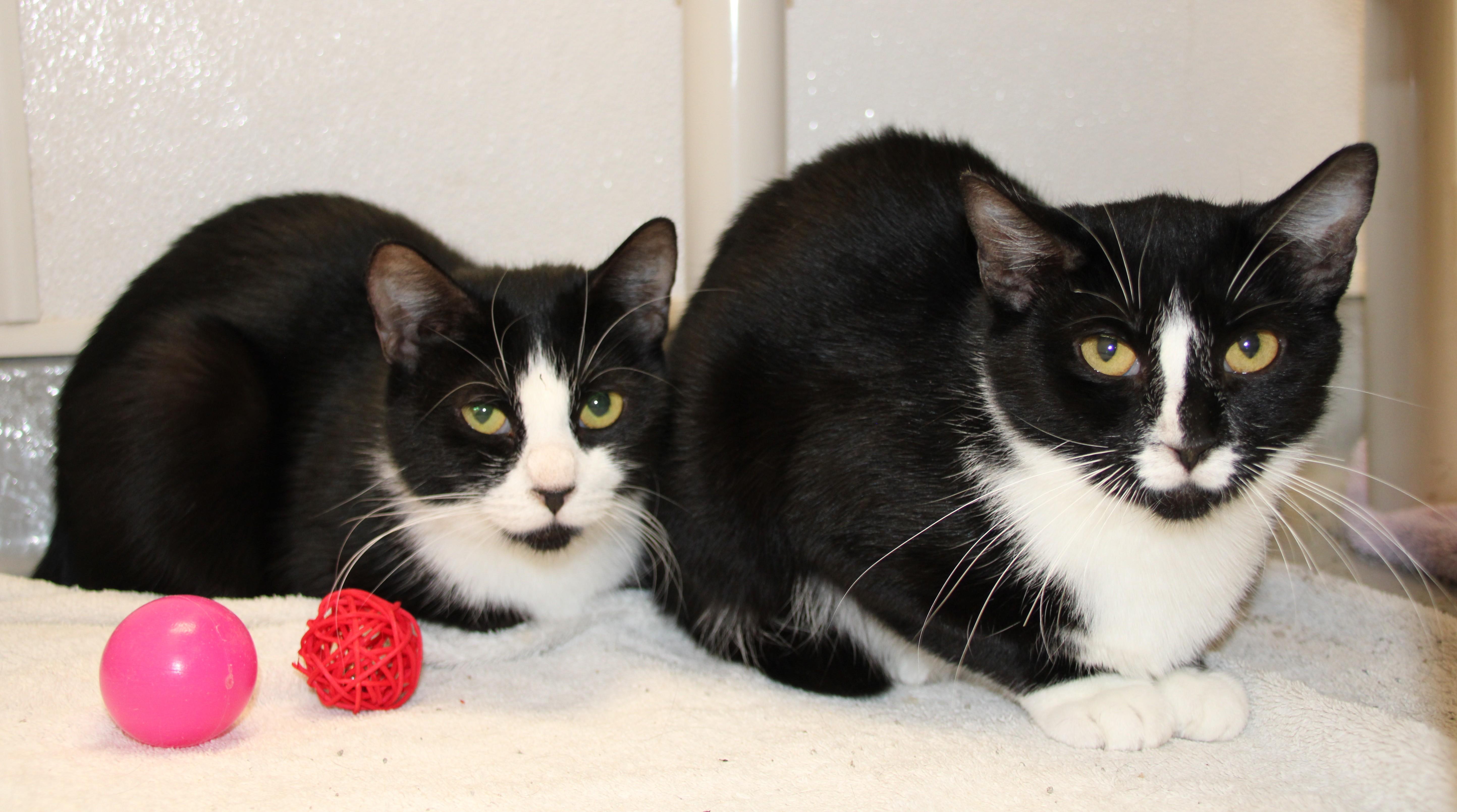 Enlarge Adalynn, a ADOPTABLE Domestic Short Hair in Medfield, MA image 2/3