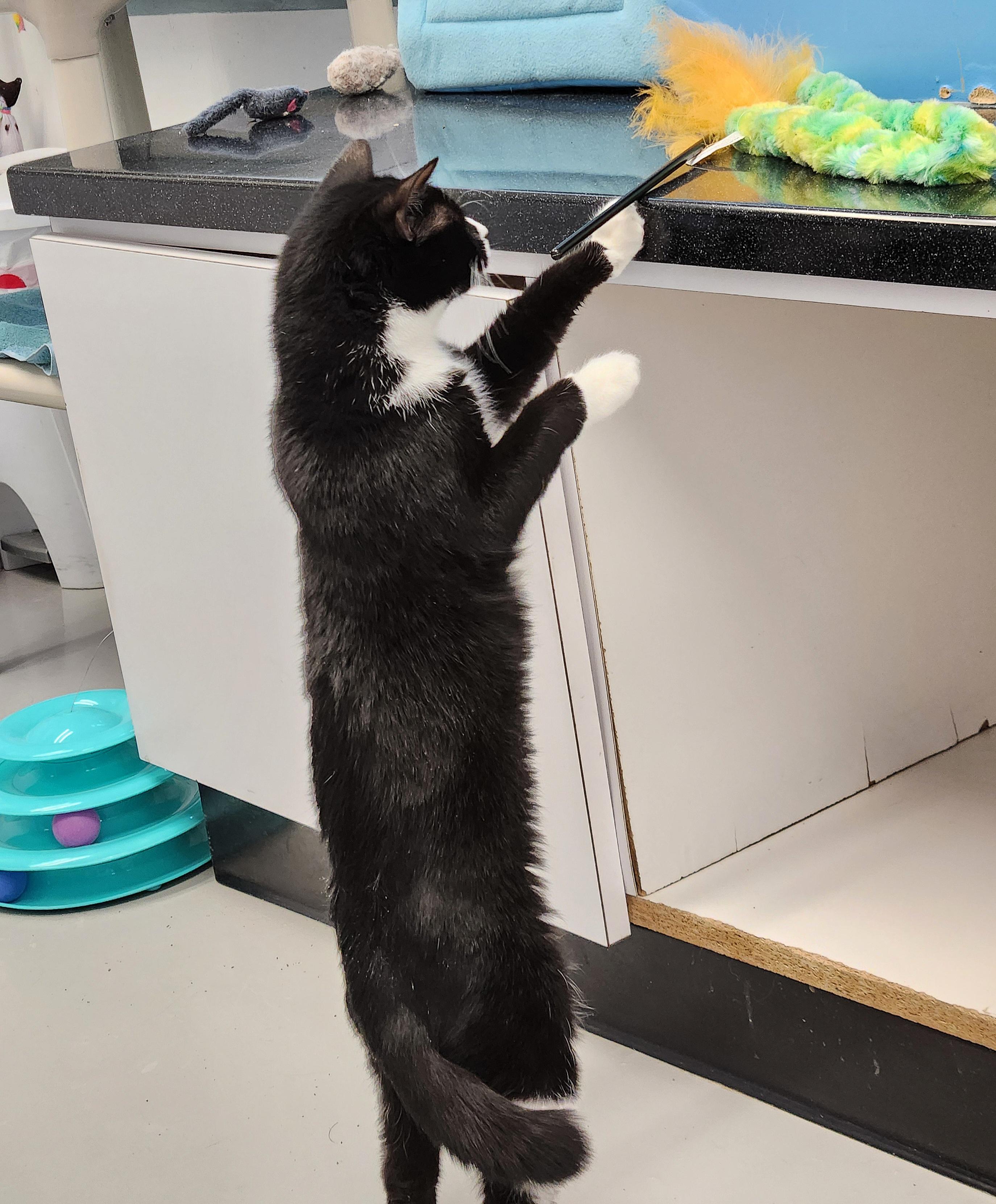 Enlarge Adalynn, a ADOPTABLE Domestic Short Hair in Medfield, MA image 5/5