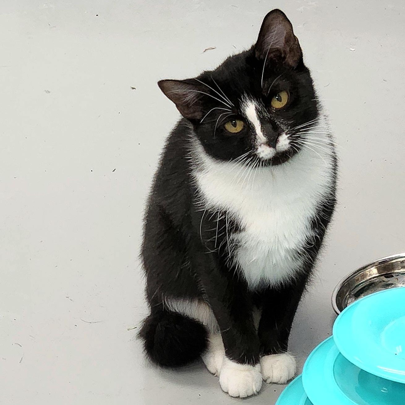 Enlarge Adalynn, a ADOPTABLE Domestic Short Hair in Medfield, MA image 2/5