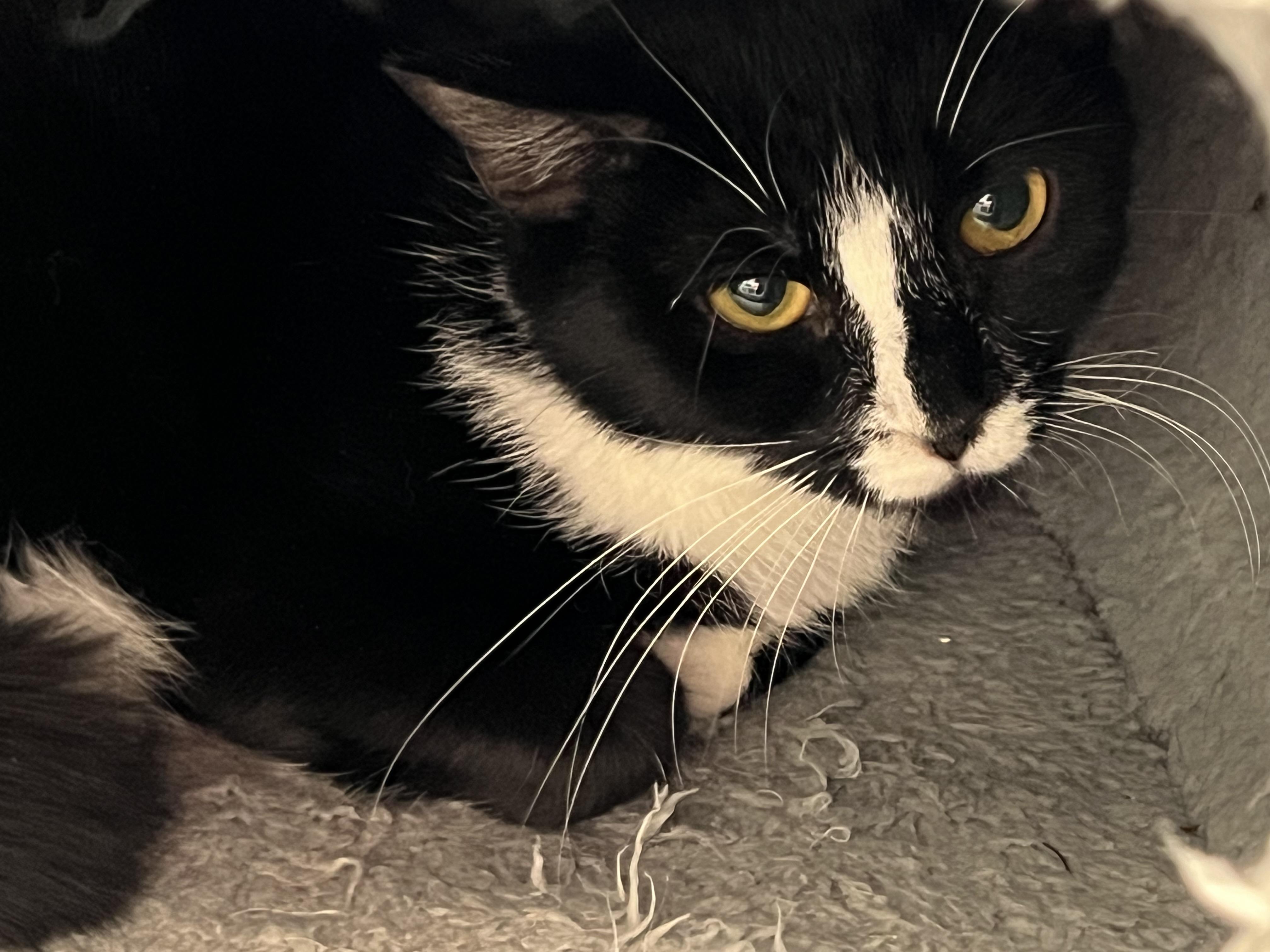 Enlarge Adalynn, a ADOPTABLE Domestic Short Hair in Medfield, MA image 3/3