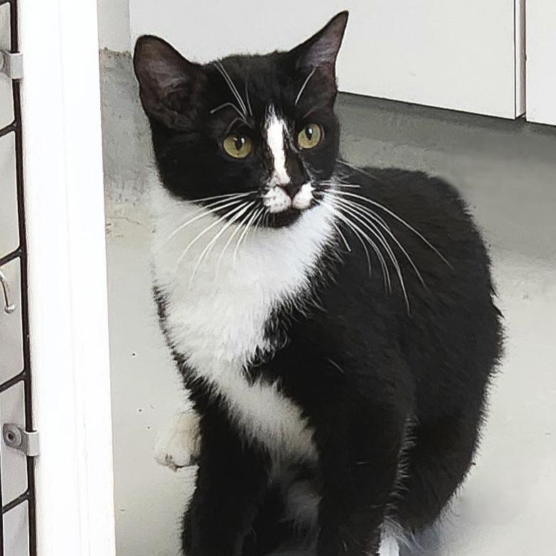 Adalynn, ADOPTABLE, Young Female Domestic Short Hair.