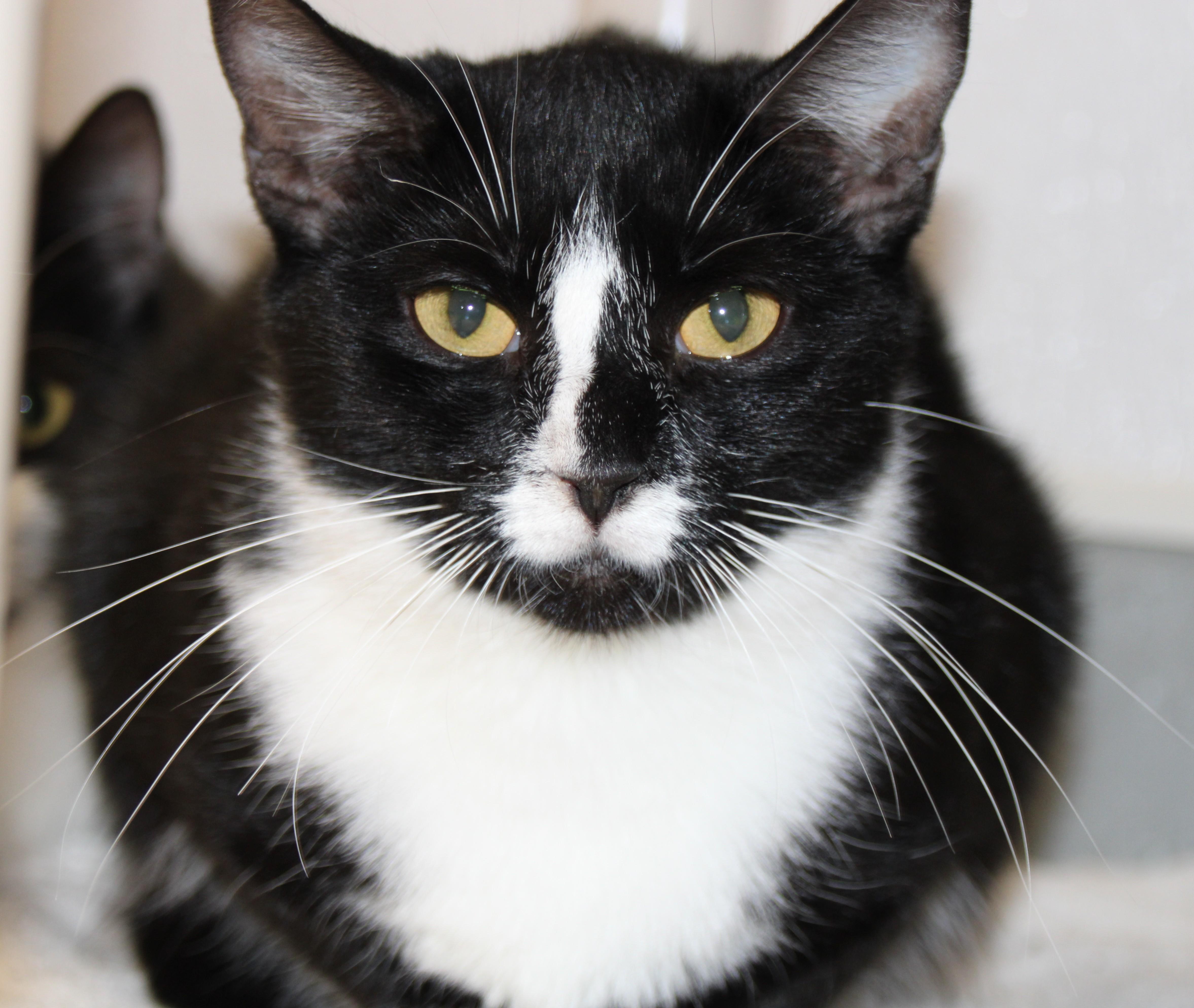 Adalynn, ADOPTABLE, Young Female Domestic Short Hair.