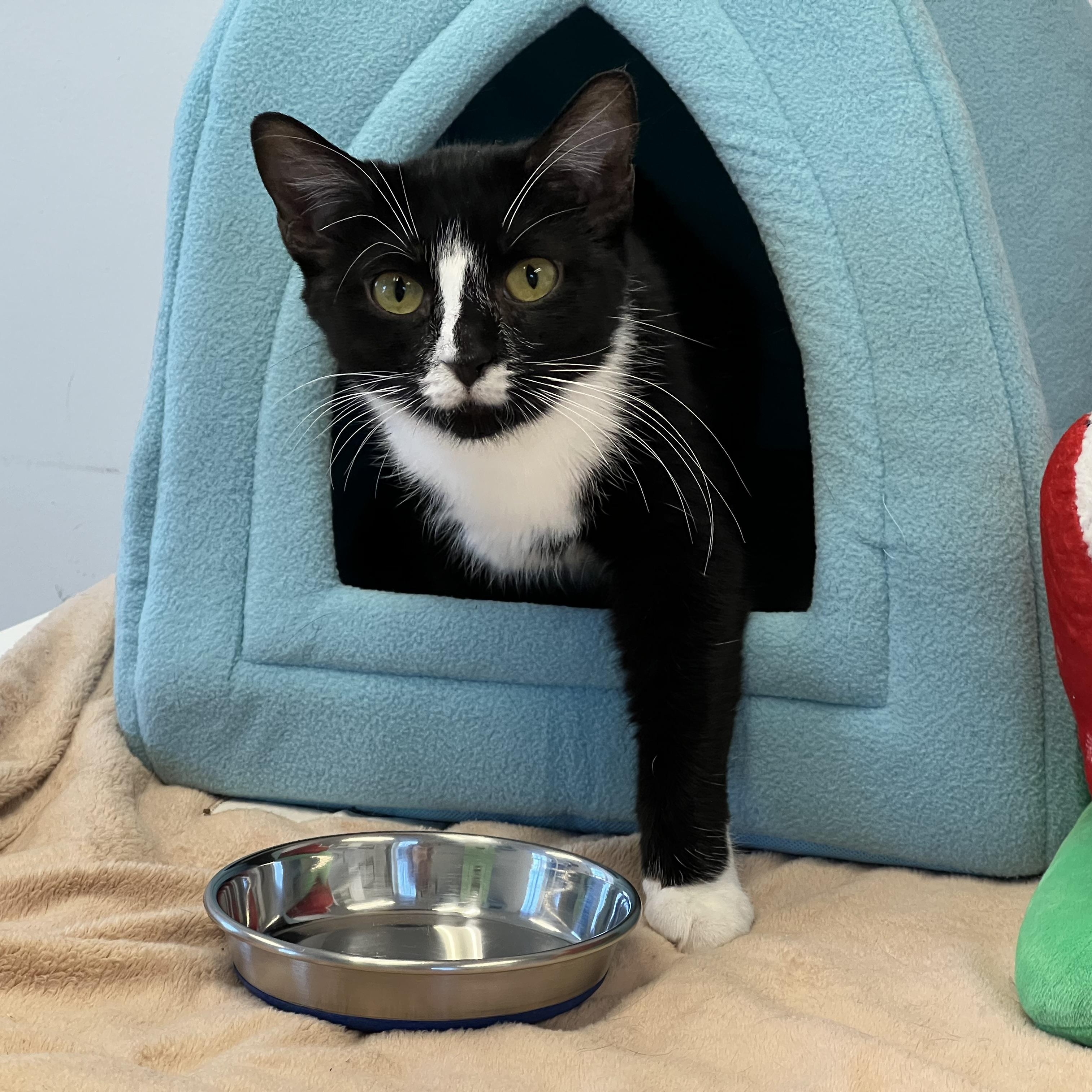 Enlarge Adalynn, a ADOPTABLE Domestic Short Hair in Medfield, MA image 3/5