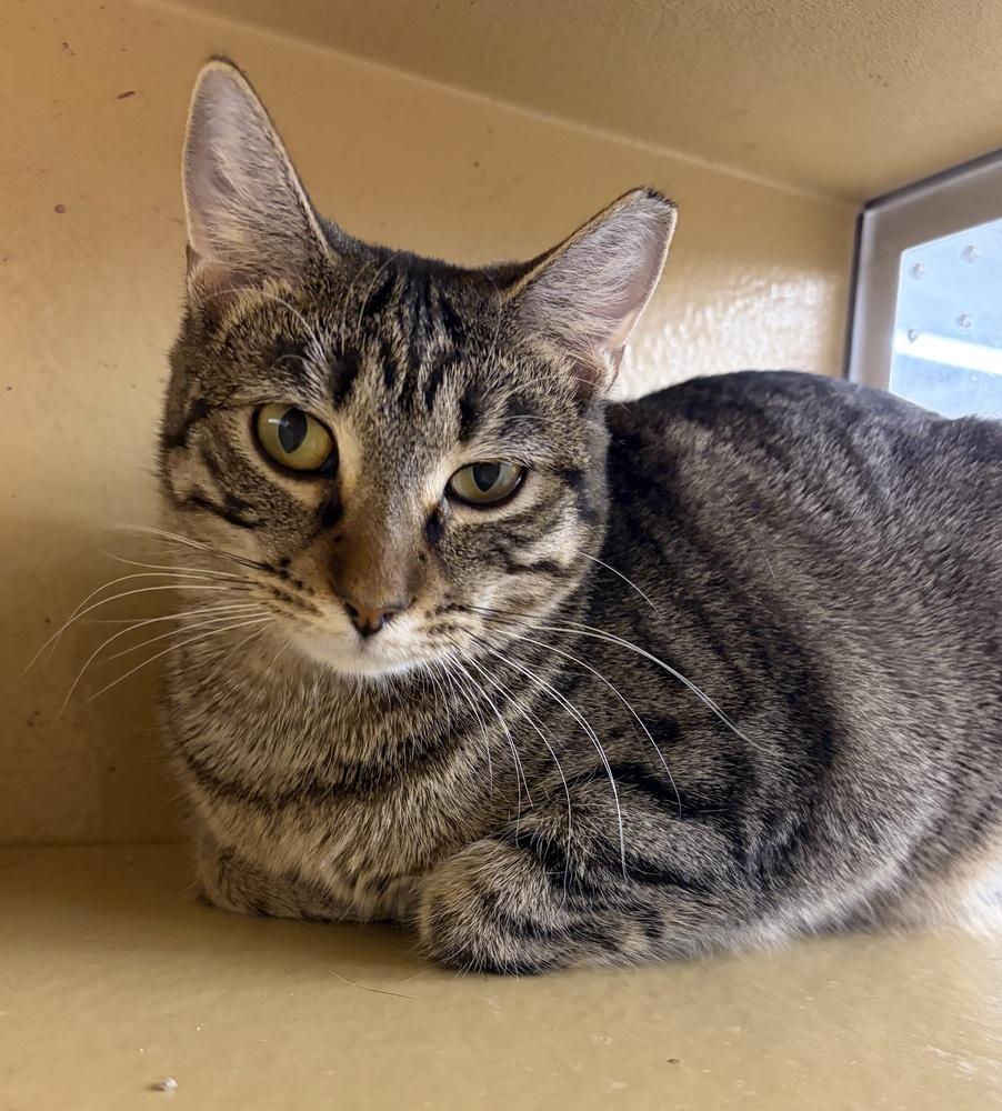 Enlarge Carinosa, a Adoptable Domestic Short Hair in Anoka, MN image 1/2