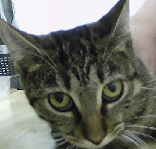 Enlarge Carinosa, a Adoptable Domestic Short Hair in Anoka, MN image 2/2