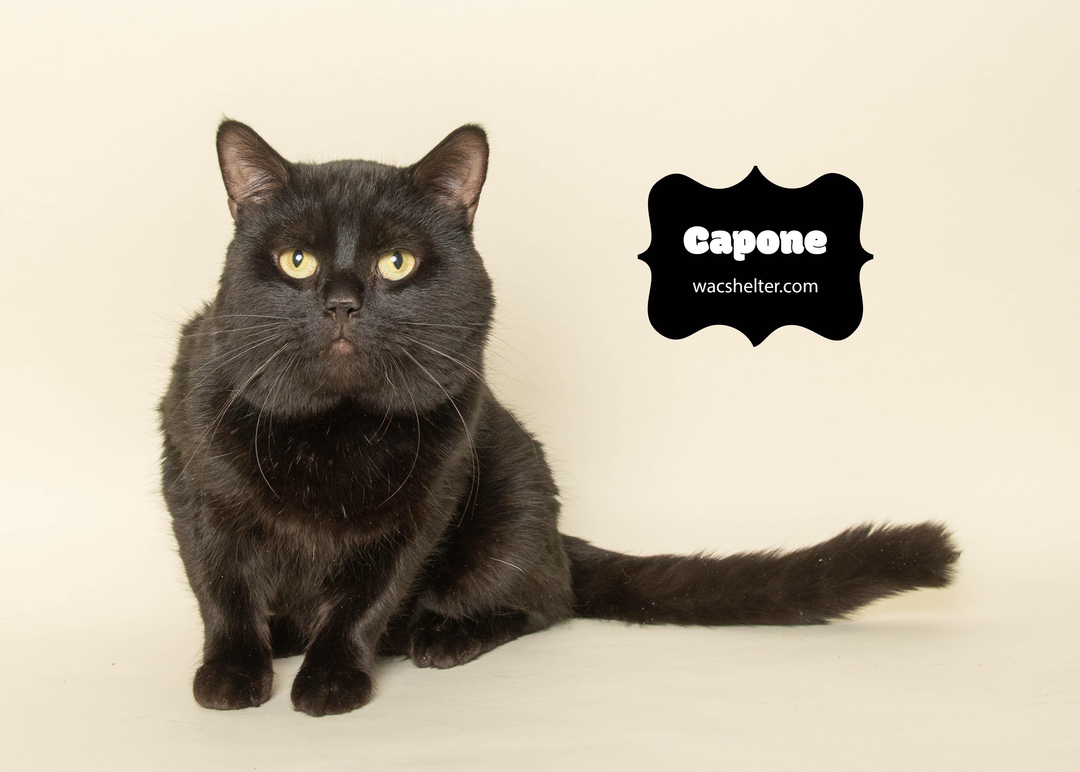 Enlarge CAPONE (Cuddly Boy) , an adopted Domestic Short Hair in Wyandotte, MI image 4/5