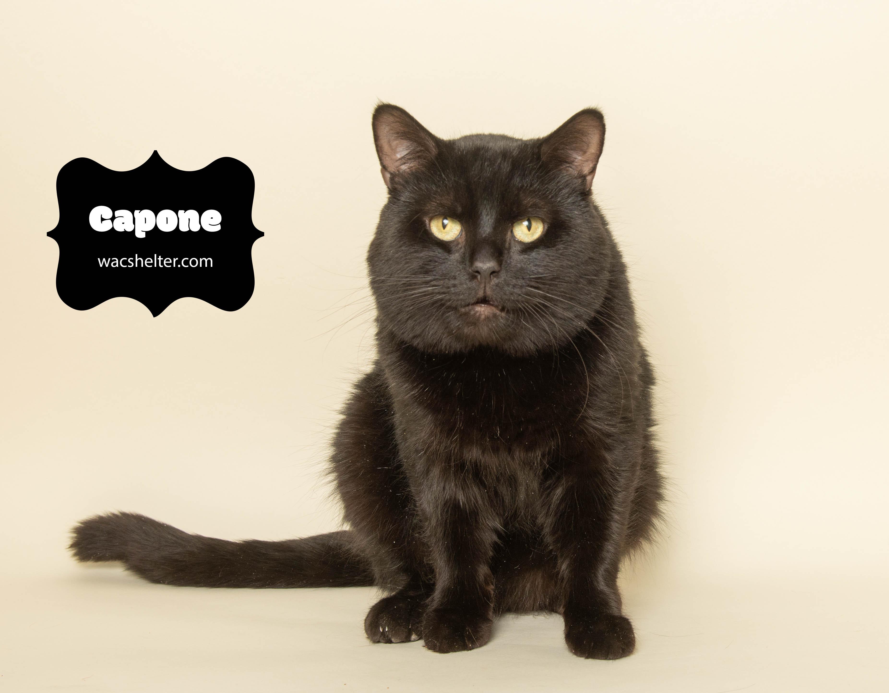 Enlarge CAPONE (Cuddly Boy) , an adopted Domestic Short Hair in Wyandotte, MI image 3/5