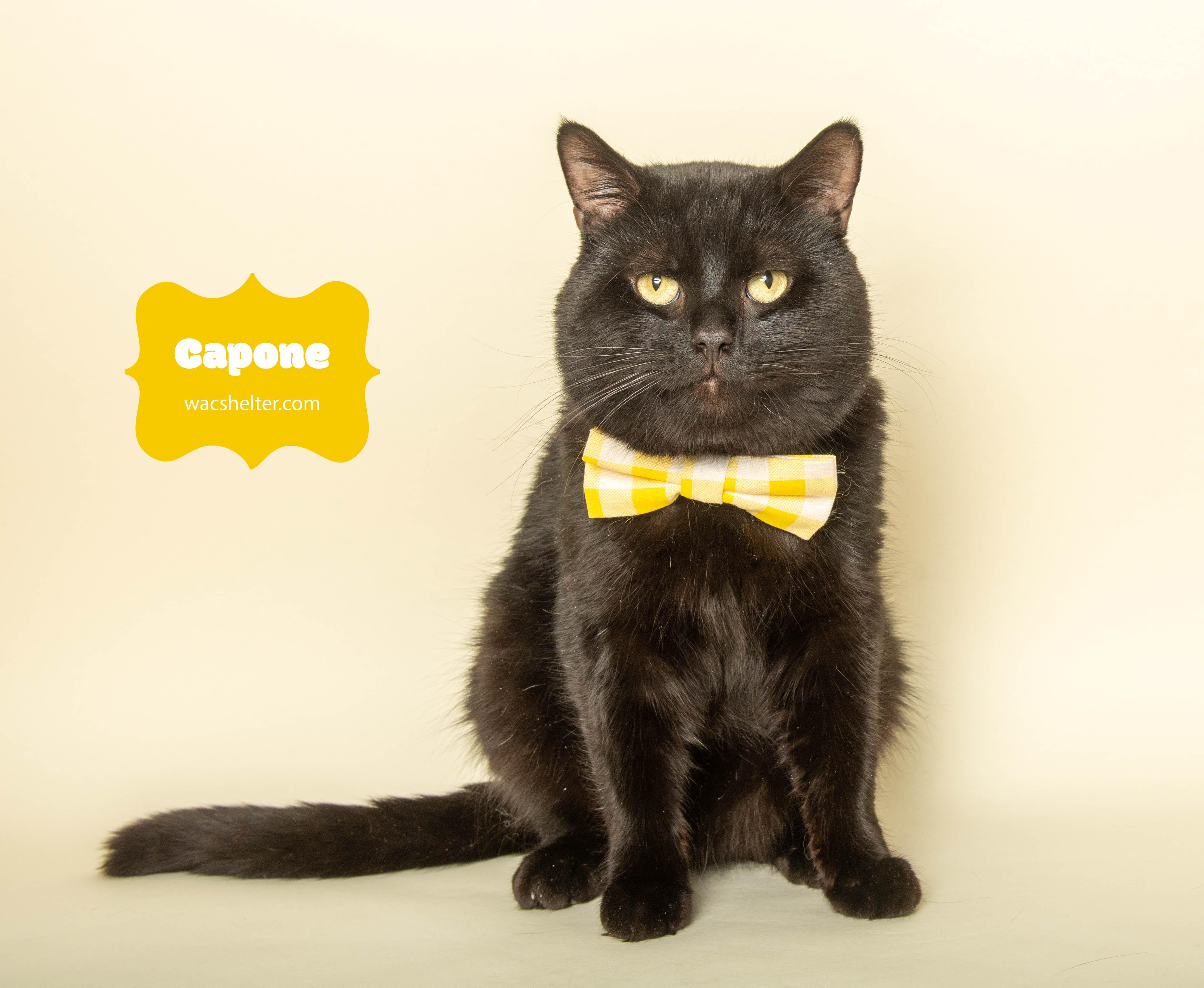 Enlarge CAPONE (Cuddly Boy) , an adopted Domestic Short Hair in Wyandotte, MI image 1/5