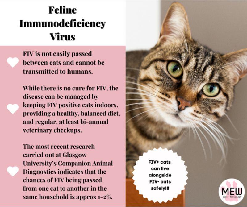 Enlarge CAPONE (Cuddly Boy) , an adopted Domestic Short Hair in Wyandotte, MI image 5/5