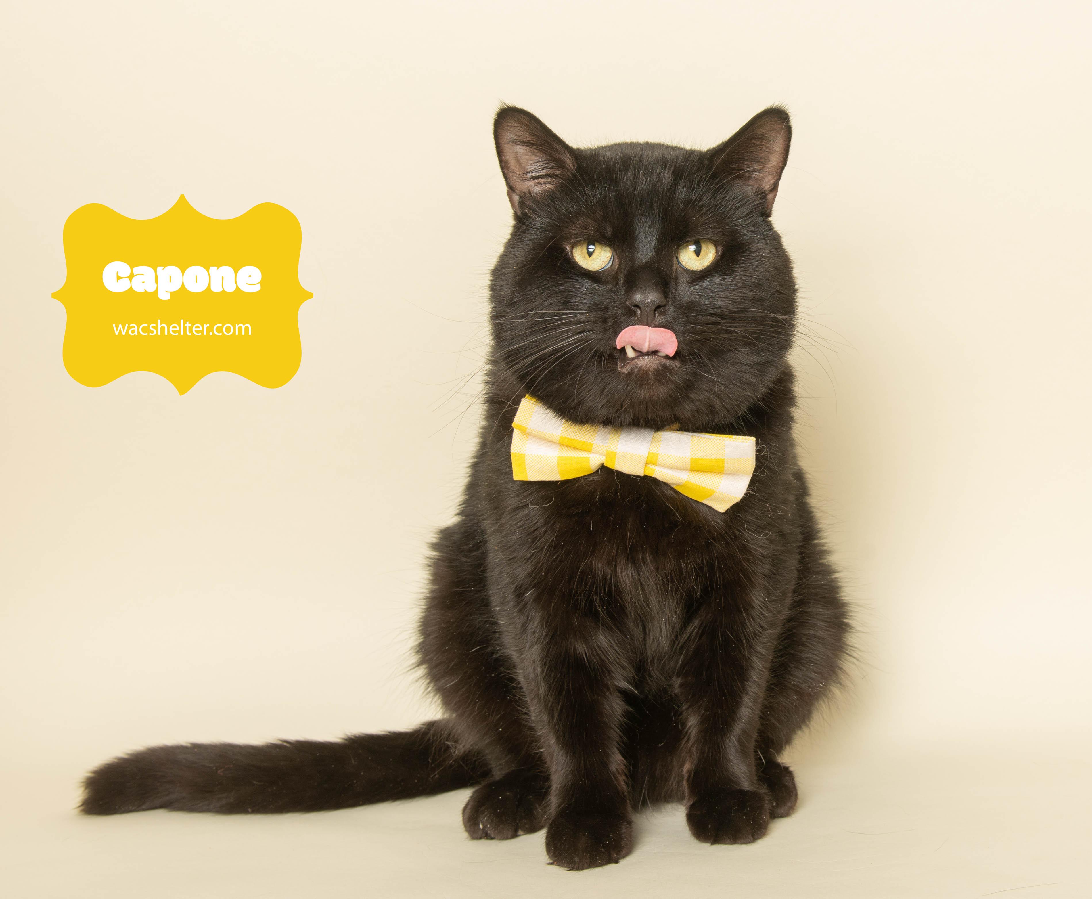 Enlarge CAPONE (Cuddly Boy) , an adopted Domestic Short Hair in Wyandotte, MI image 2/5