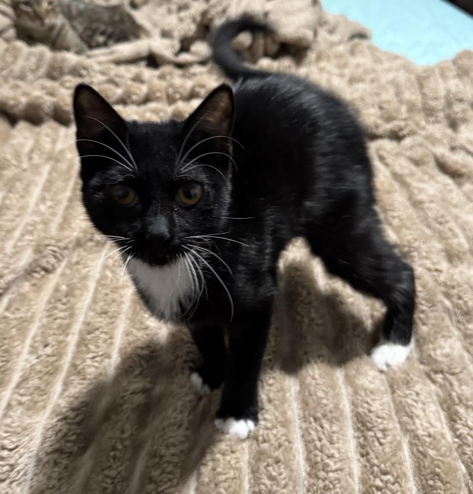 Enlarge Dice, a Adoptable Domestic Short Hair in Deland, FL image 1/2