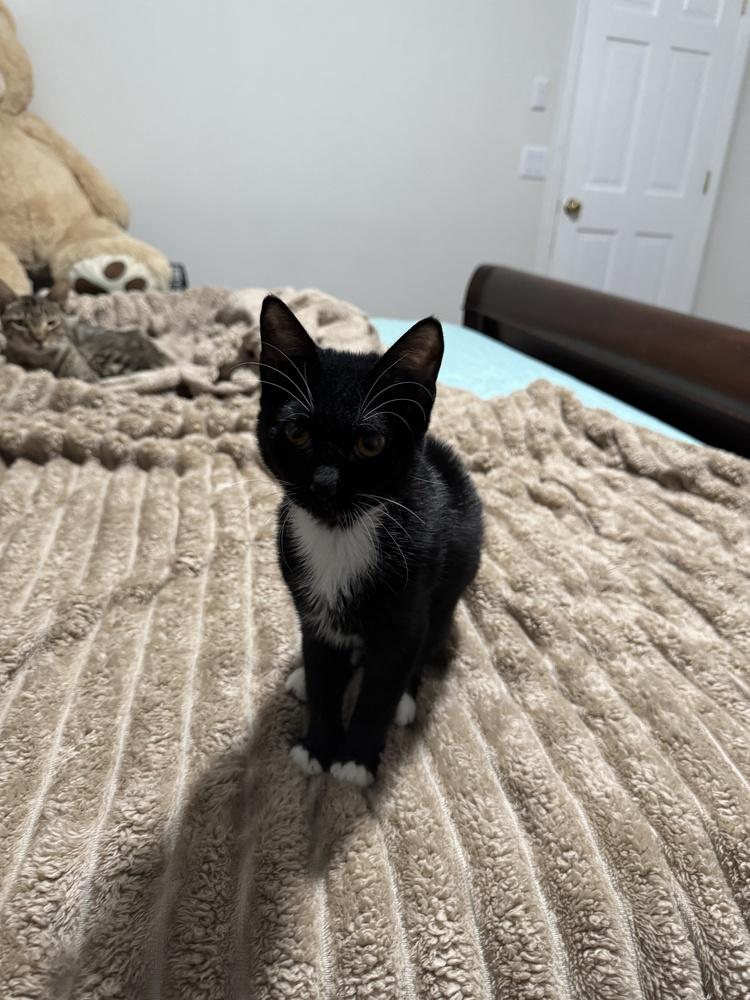 Enlarge Dice, a Adoptable Domestic Short Hair in Deland, FL image 2/2